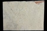 Cretaceous Brittle Star (Geocoma) Fossil - Lebanon #106177-1